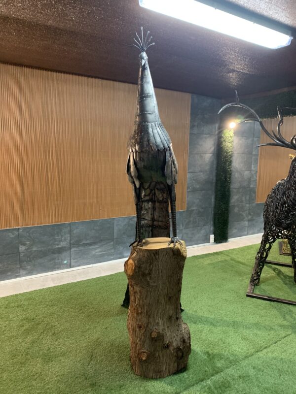 peacock - Imagen 3