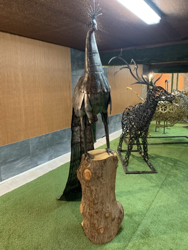 peacock
