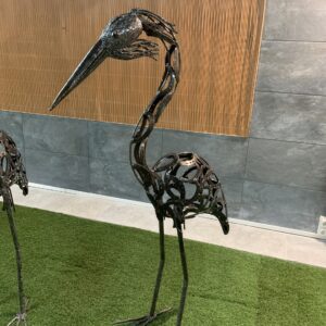 pelican