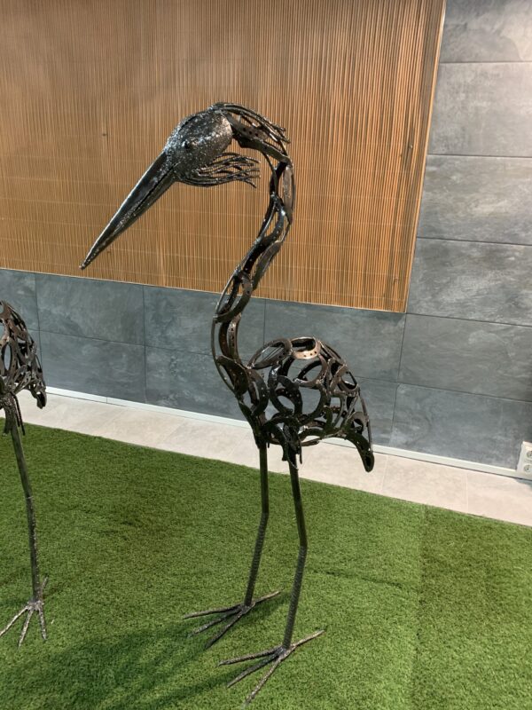 pelican