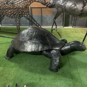 turtles